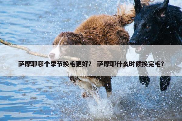 萨摩耶哪个季节换毛更好？ 萨摩耶什么时候换完毛？