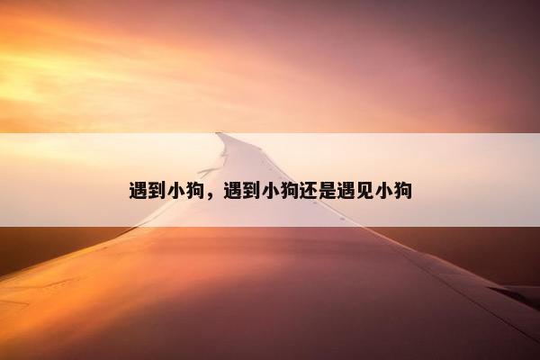 遇到小狗，遇到小狗还是遇见小狗