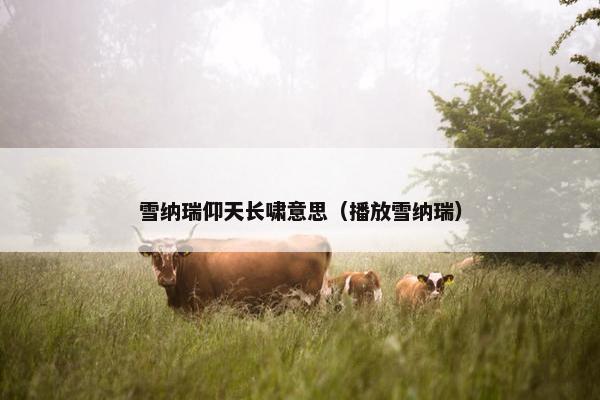 雪纳瑞仰天长啸意思（播放雪纳瑞）