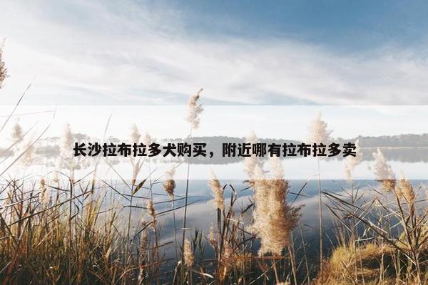 长沙拉布拉多犬购买，附近哪有拉布拉多卖
