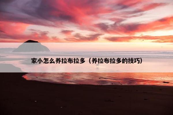 家小怎么养拉布拉多（养拉布拉多的技巧）
