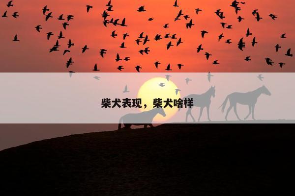 柴犬表现，柴犬啥样