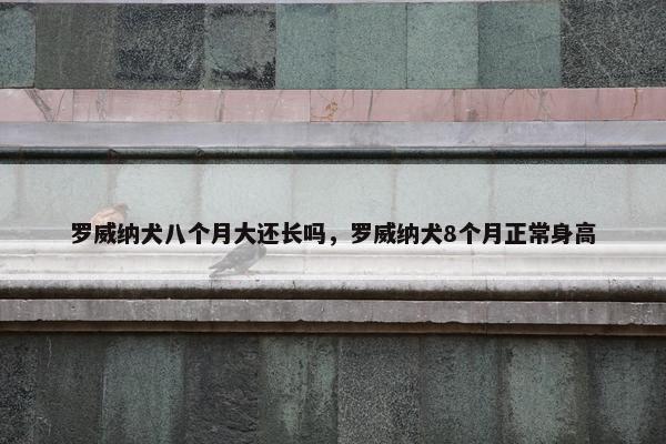 罗威纳犬八个月大还长吗，罗威纳犬8个月正常身高