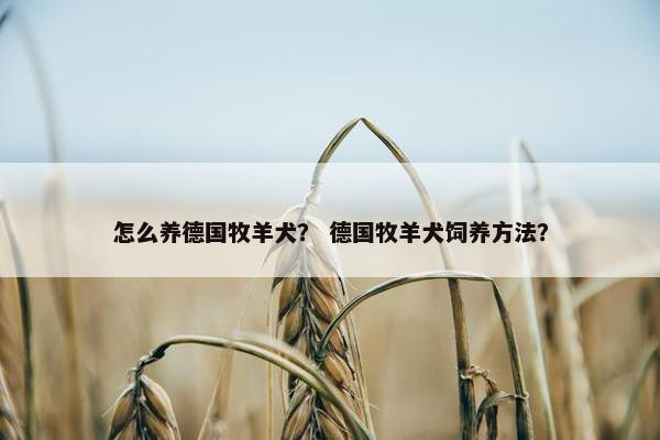 怎么养德国牧羊犬？ 德国牧羊犬饲养方法？