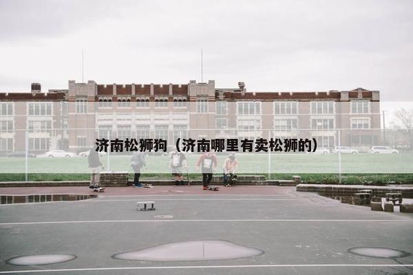 济南松狮狗（济南哪里有卖松狮的）