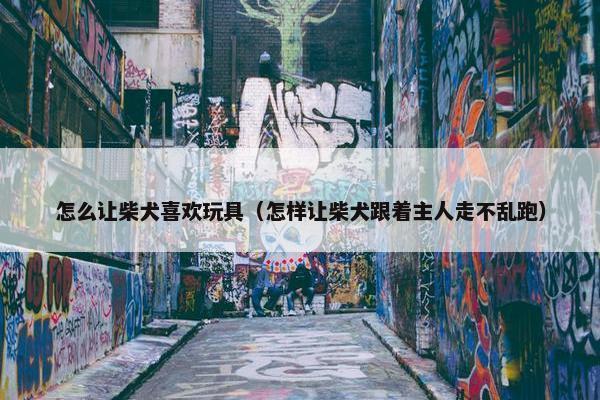 怎么让柴犬喜欢玩具（怎样让柴犬跟着主人走不乱跑）