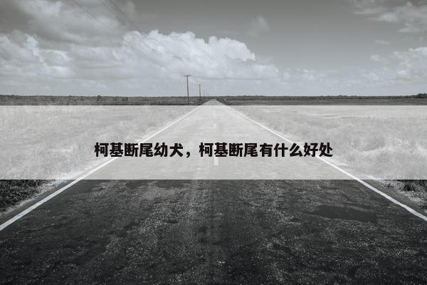 柯基断尾幼犬，柯基断尾有什么好处