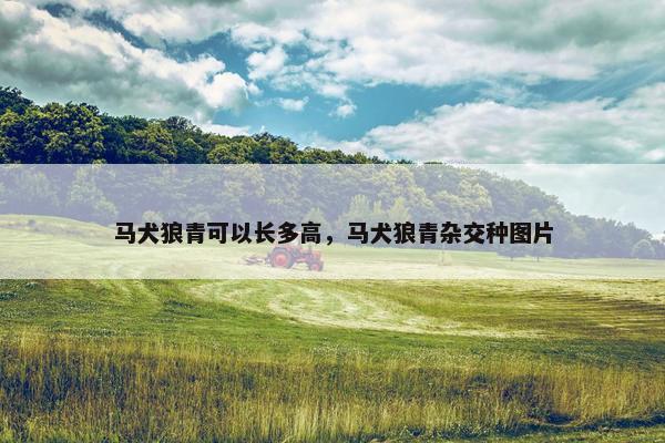 马犬狼青可以长多高，马犬狼青杂交种图片