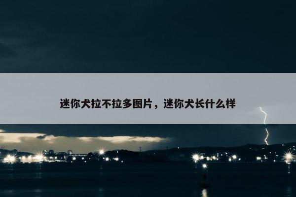 迷你犬拉不拉多图片，迷你犬长什么样
