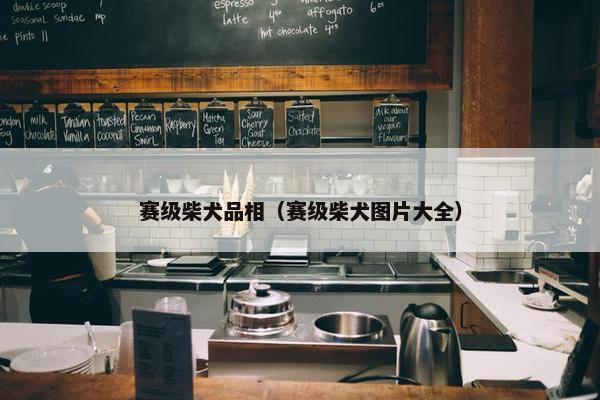 赛级柴犬品相（赛级柴犬图片大全）