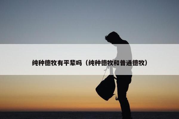 纯种德牧有平辈吗（纯种德牧和普通德牧）