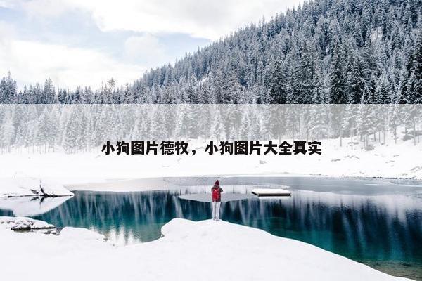 小狗图片德牧，小狗图片大全真实