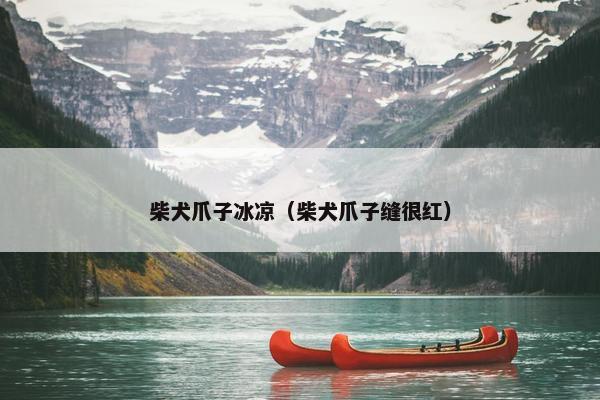 柴犬爪子冰凉（柴犬爪子缝很红）