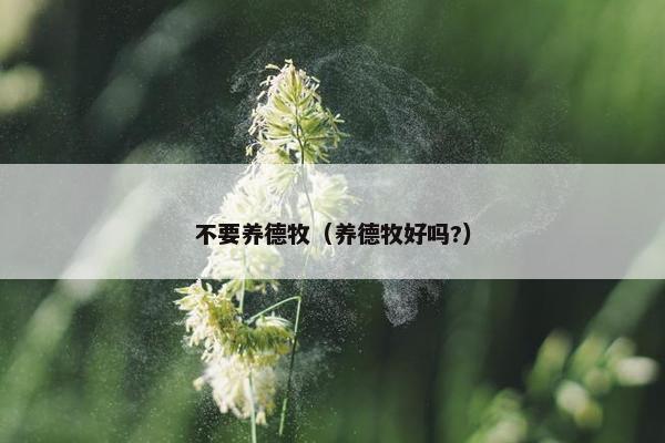 不要养德牧（养德牧好吗?）