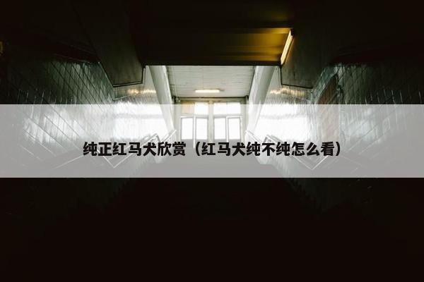 纯正红马犬欣赏（红马犬纯不纯怎么看）