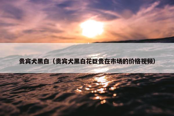 贵宾犬黑白（贵宾犬黑白花巨贵在市场的价格视频）
