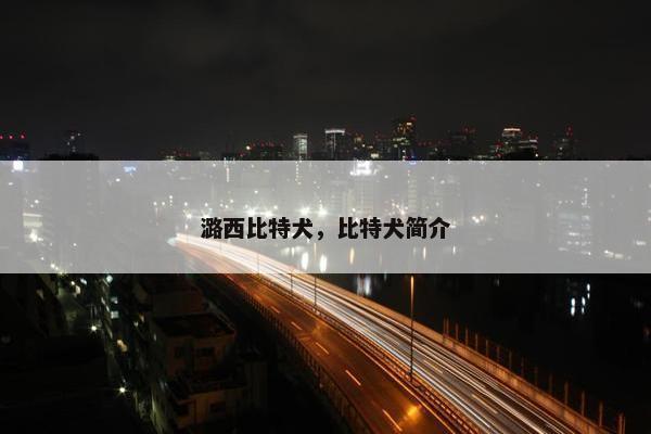 潞西比特犬，比特犬简介