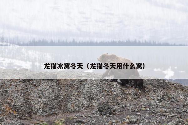 龙猫冰窝冬天（龙猫冬天用什么窝）