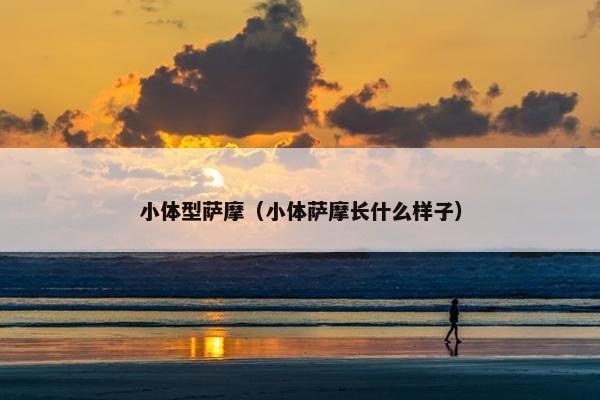 小体型萨摩（小体萨摩长什么样子）