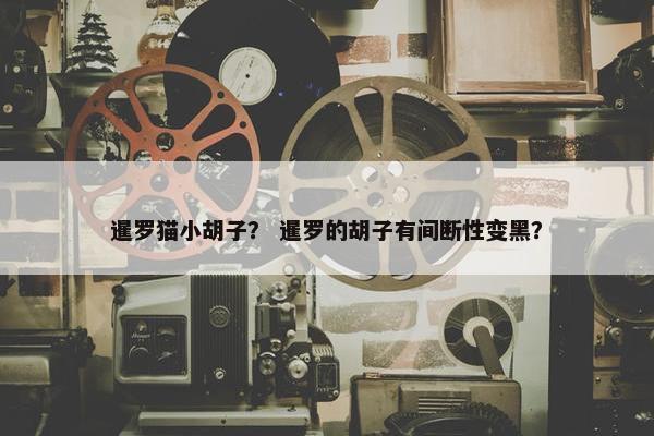 暹罗猫小胡子？ 暹罗的胡子有间断性变黑？