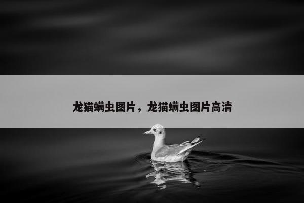 龙猫螨虫图片，龙猫螨虫图片高清