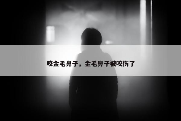 咬金毛鼻子，金毛鼻子被咬伤了