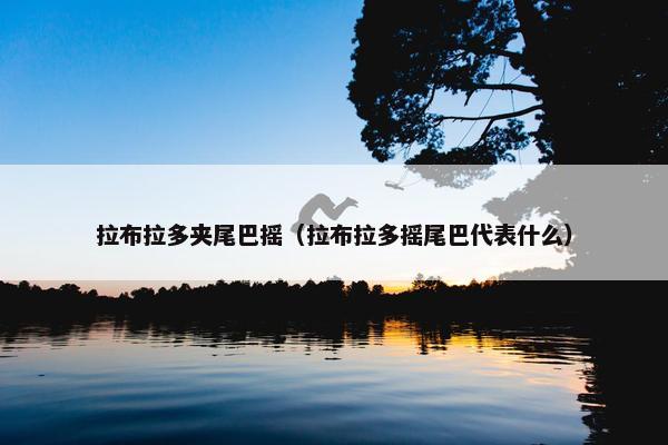 拉布拉多夹尾巴摇（拉布拉多摇尾巴代表什么）