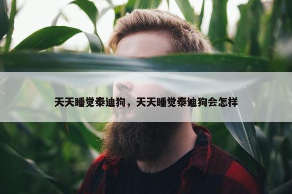天天睡觉泰迪狗，天天睡觉泰迪狗会怎样
