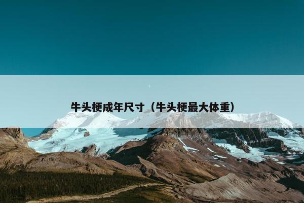 牛头梗成年尺寸（牛头梗最大体重）