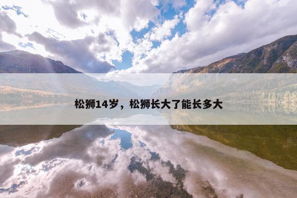 松狮14岁，松狮长大了能长多大
