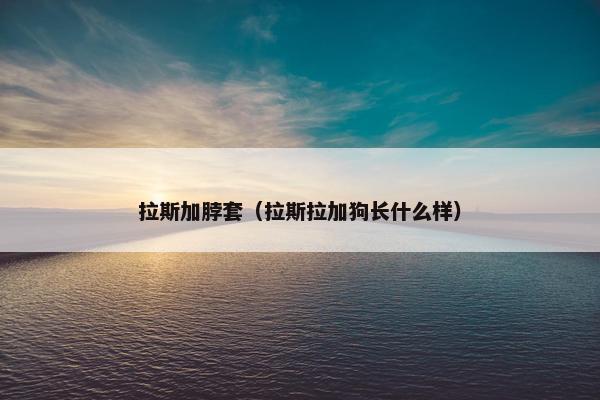 拉斯加脖套（拉斯拉加狗长什么样）