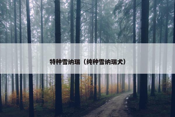 特种雪纳瑞（纯种雪纳瑞犬）
