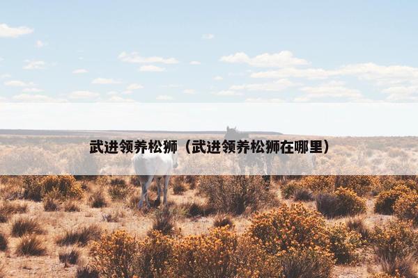 武进领养松狮（武进领养松狮在哪里）