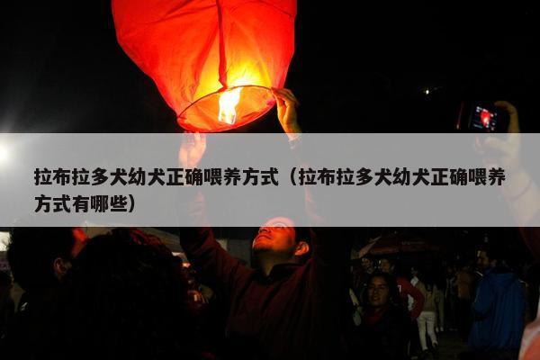 拉布拉多犬幼犬正确喂养方式（拉布拉多犬幼犬正确喂养方式有哪些）