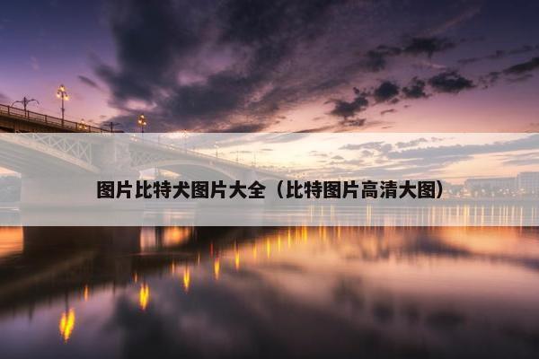 图片比特犬图片大全（比特图片高清大图）