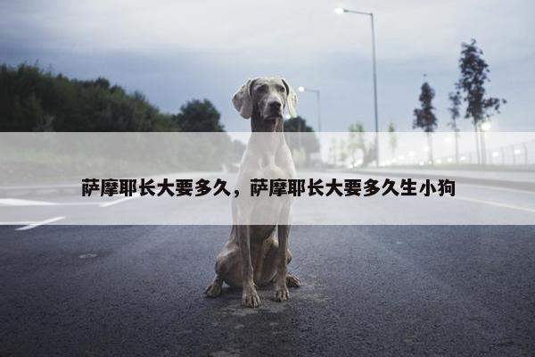 萨摩耶长大要多久，萨摩耶长大要多久生小狗