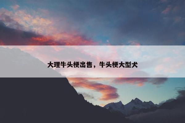 大理牛头梗出售，牛头梗大型犬