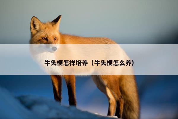牛头梗怎样培养（牛头梗怎么养）