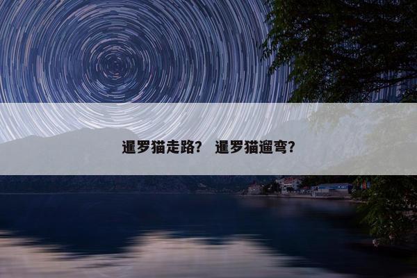 暹罗猫走路？ 暹罗猫遛弯？