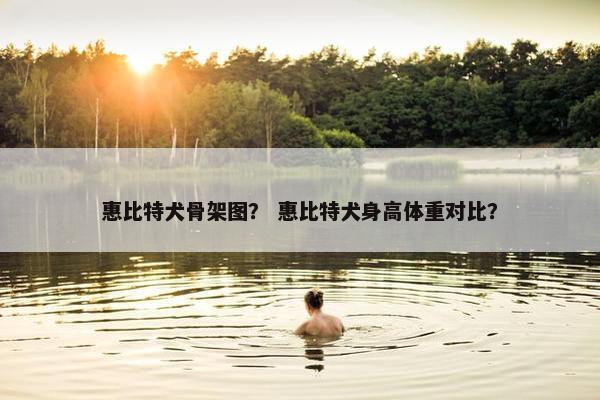 惠比特犬骨架图？ 惠比特犬身高体重对比？