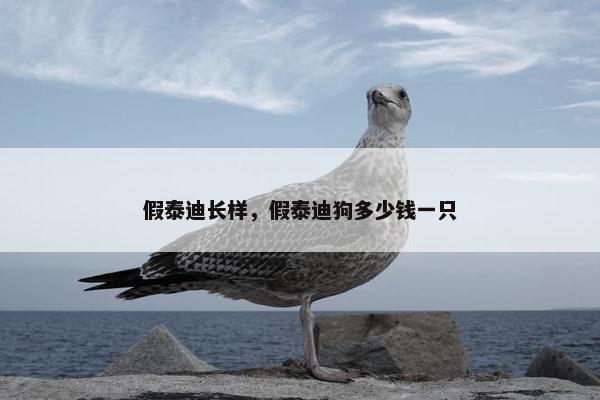 假泰迪长样，假泰迪狗多少钱一只