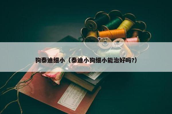 狗泰迪细小（泰迪小狗细小能治好吗?）