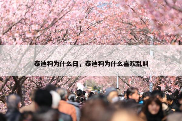 泰迪狗为什么日，泰迪狗为什么喜欢乱叫