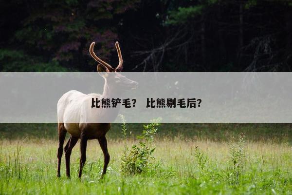 比熊铲毛？ 比熊剔毛后？