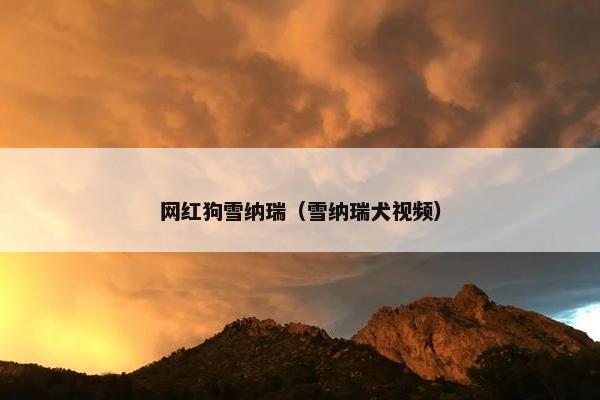 网红狗雪纳瑞（雪纳瑞犬视频）