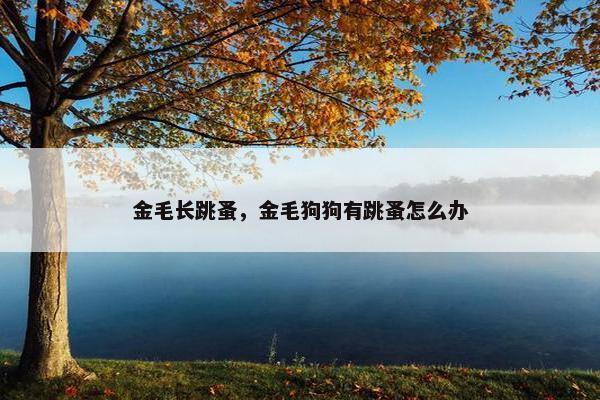 金毛长跳蚤，金毛狗狗有跳蚤怎么办