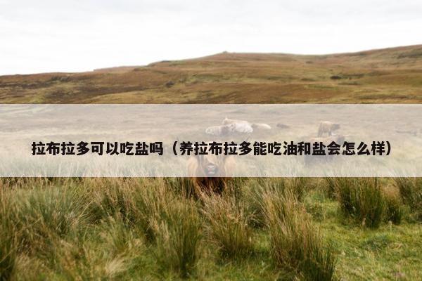 拉布拉多可以吃盐吗（养拉布拉多能吃油和盐会怎么样）