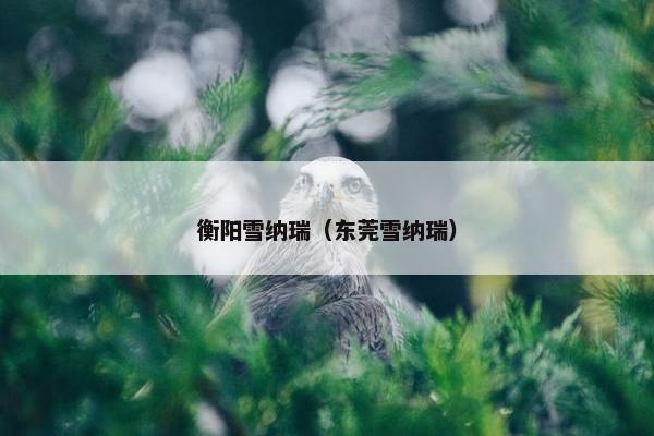衡阳雪纳瑞（东莞雪纳瑞）