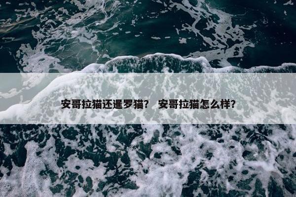 安哥拉猫还暹罗猫？ 安哥拉猫怎么样？