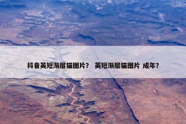 抖音英短渐层猫图片？ 英短渐层猫图片 成年？